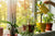 “How to care indoor plants—10 easy steps’’