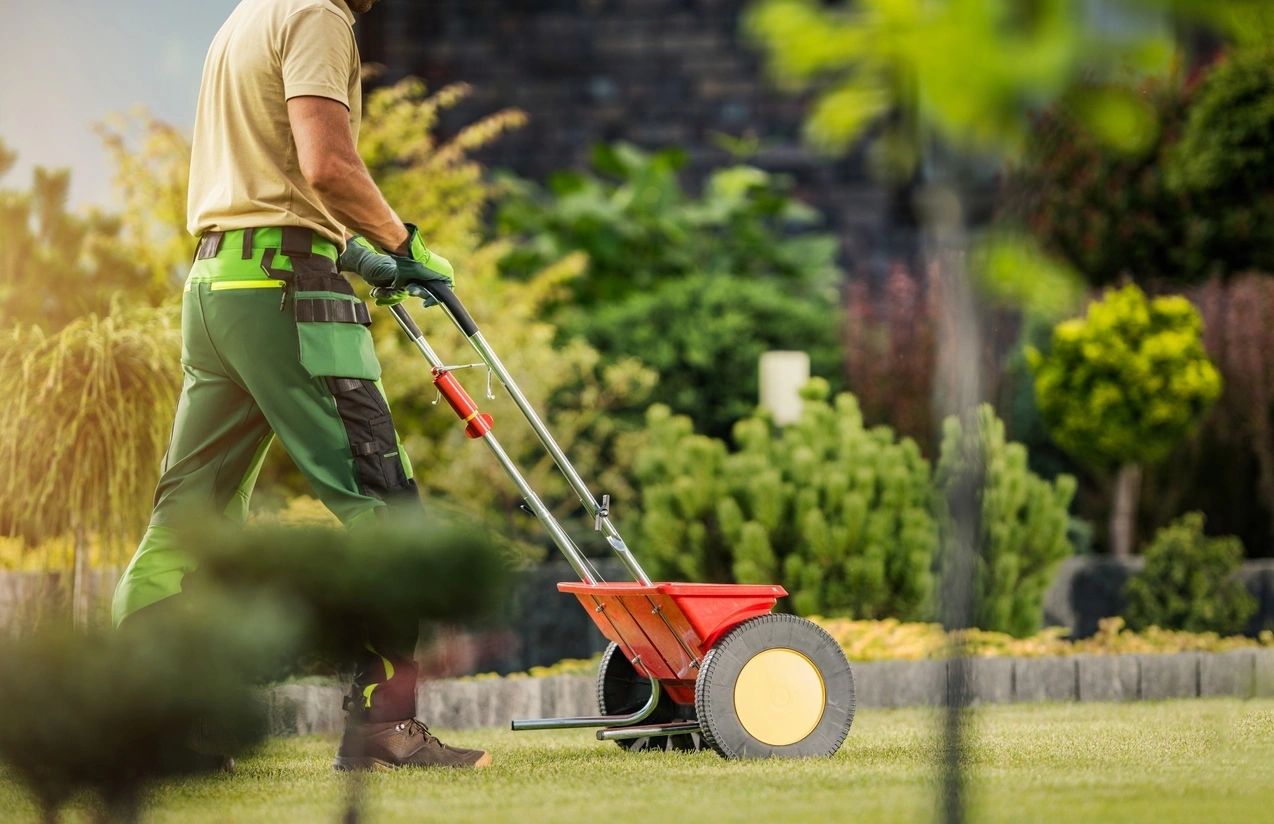 How to fertilize your green lawn?