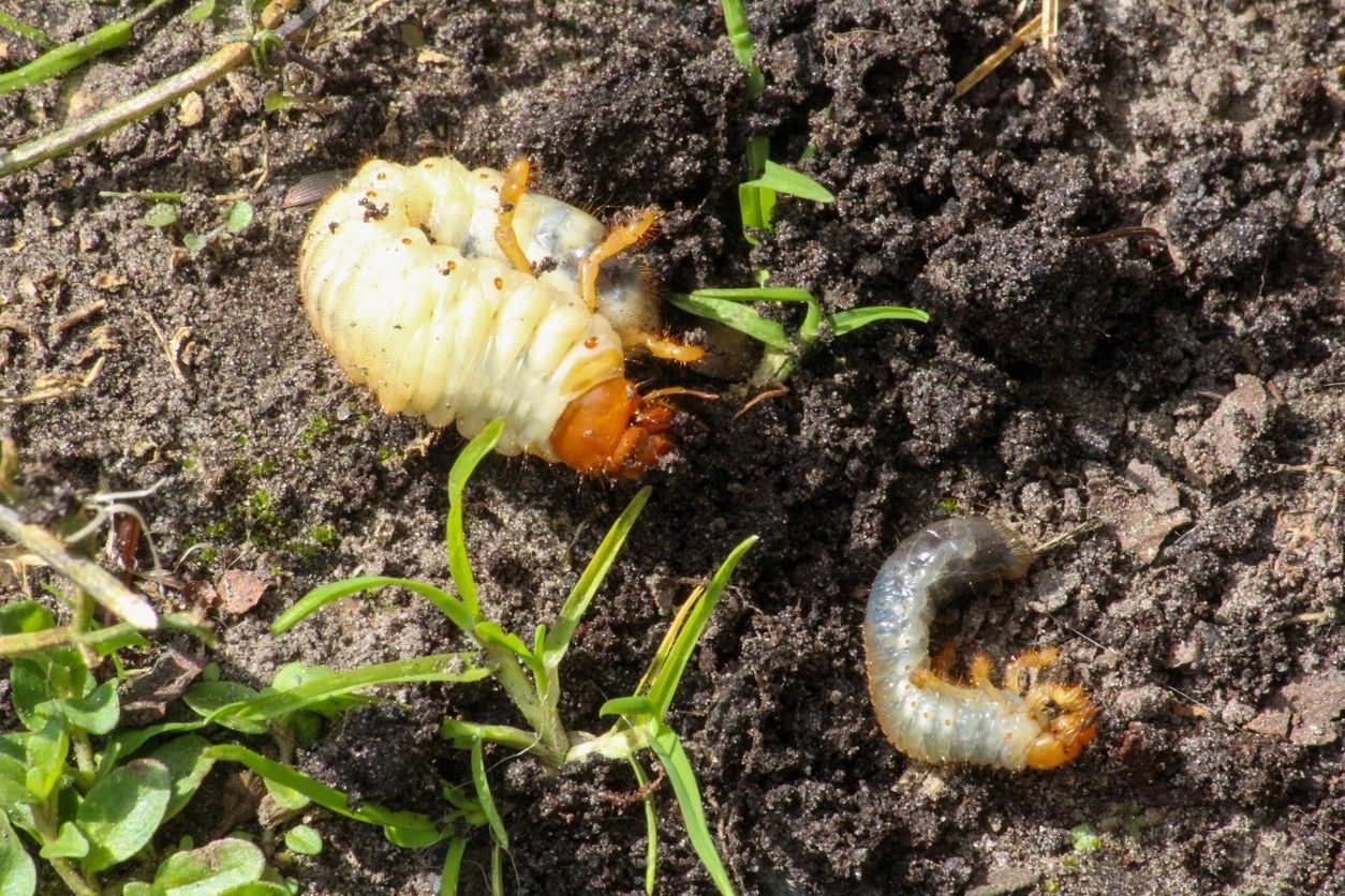 How to Get Rid of Lawn Grubs?