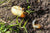 How to Get Rid of Lawn Grubs?